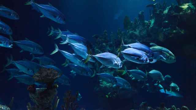 El apareamiento de muchos peces, en peligro por la temperatura del agua, según un estudio.