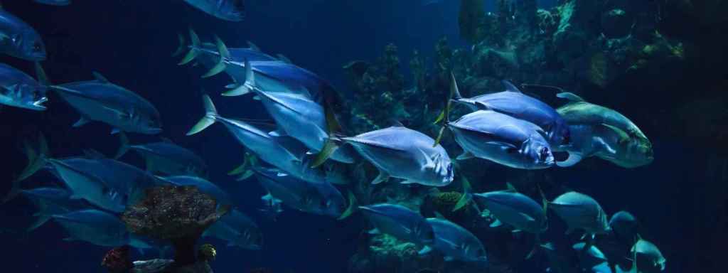 El apareamiento de muchos peces, en peligro por la temperatura del agua, según un estudio.