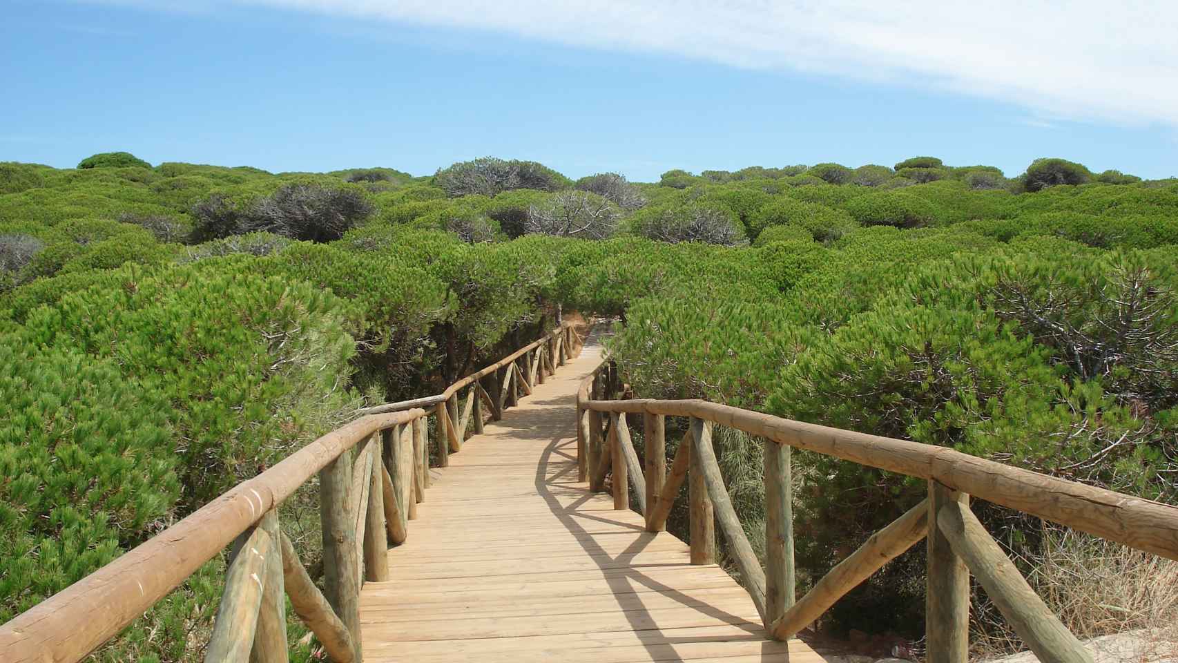 Pasarela litoral entre pinares y playa en Parque Natural de la Almadraba, Rota.
