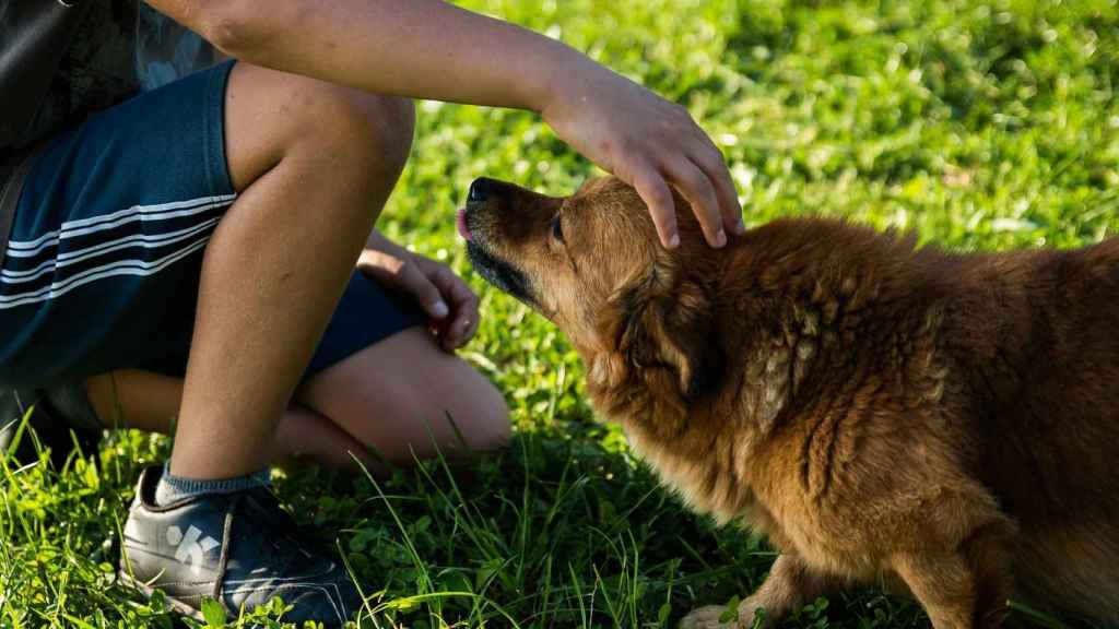 Los perros domésticos pueden mejorar el desarrollo social y emocional en niños pequeños.