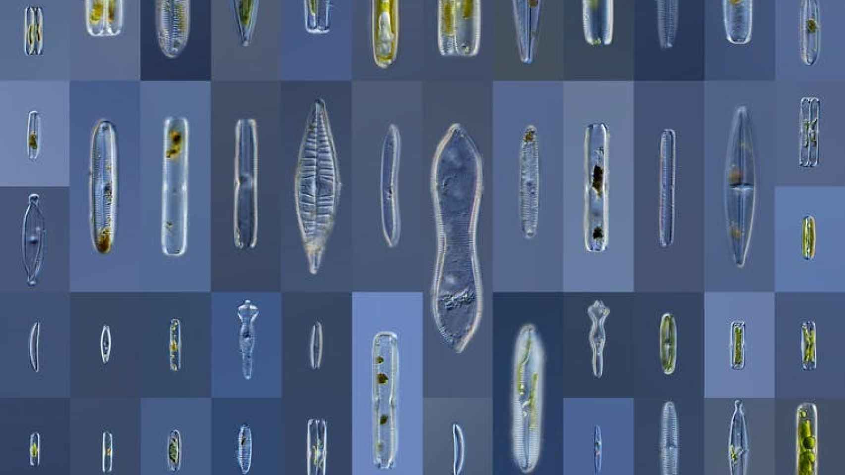 Las diatomeas pennadas necesitan reproducirse sexualmente para subsistir.