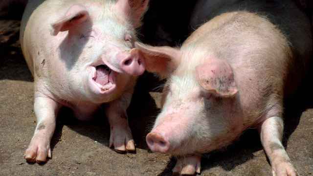 Hora de comer para los cerdos de una granja en Quingdao, China. EFE/EPA/WU HONG