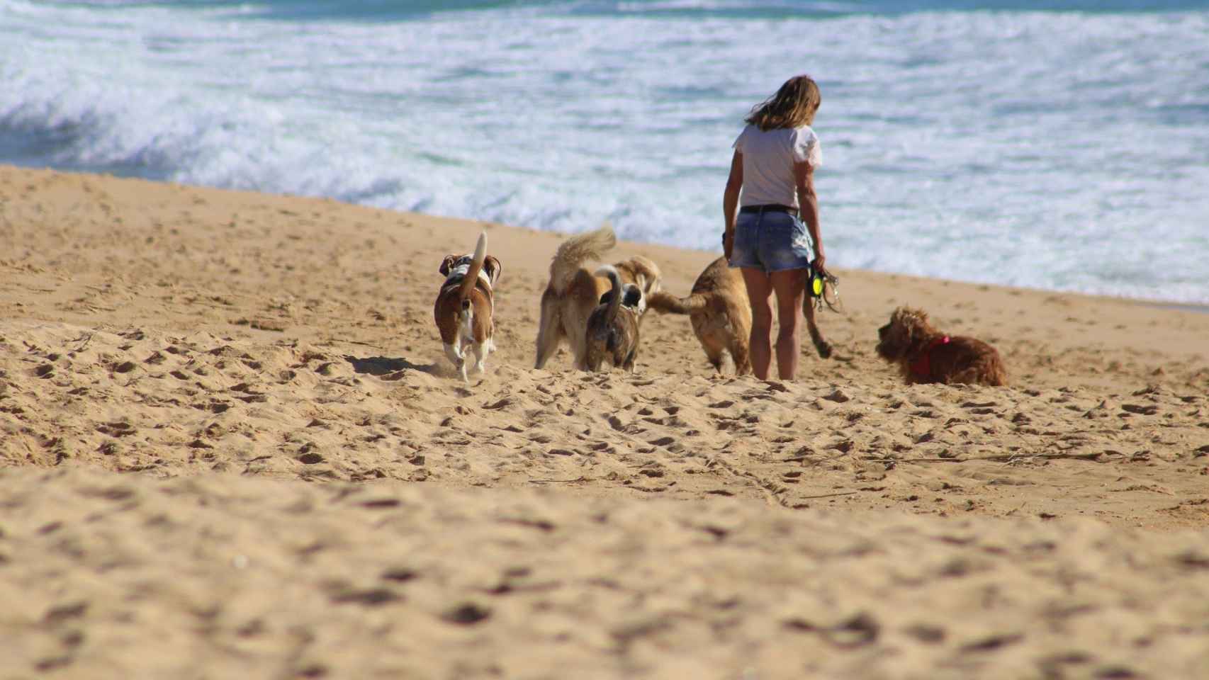 Fonética brillo Adición Las mejores playas para perros en España