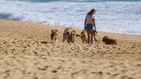 Las mejores playas para perros en España