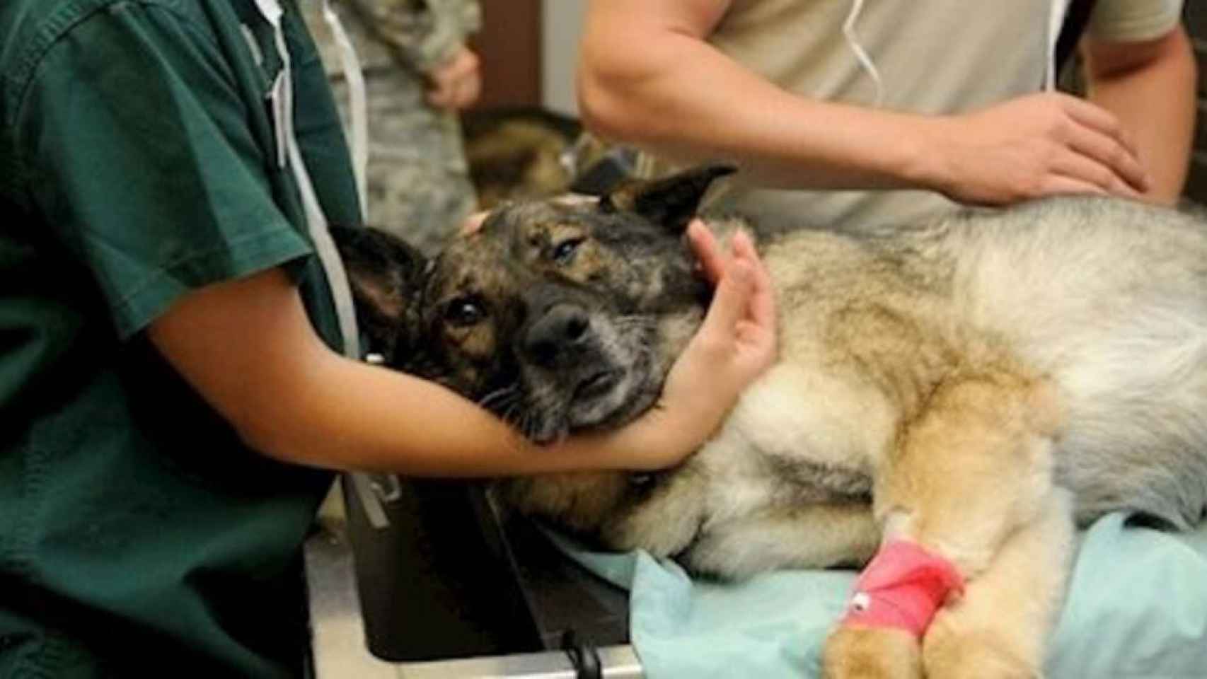 Un perro siendo atendido por unos veterinarios (Imagen de recurso)