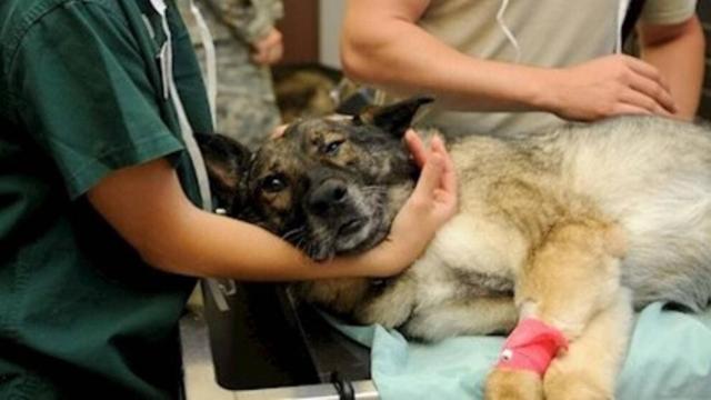 Un perro siendo atendido por unos veterinarios
