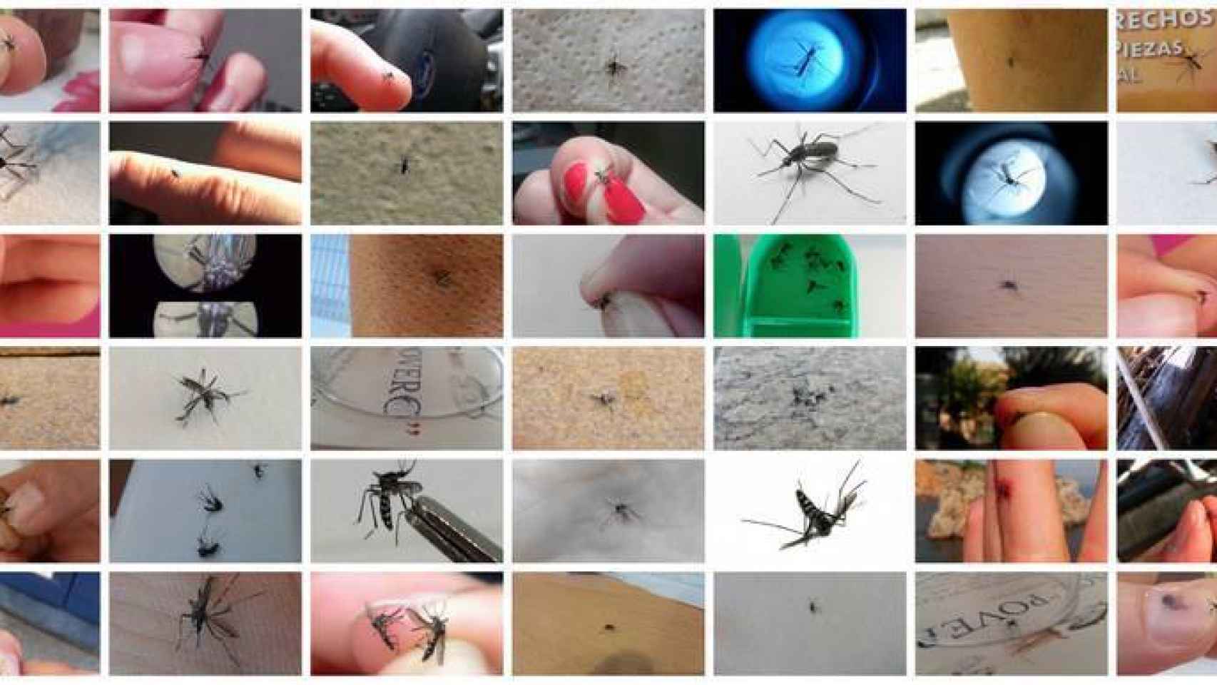 Fotos de mosquito tigre enviadas por ciudadanos.