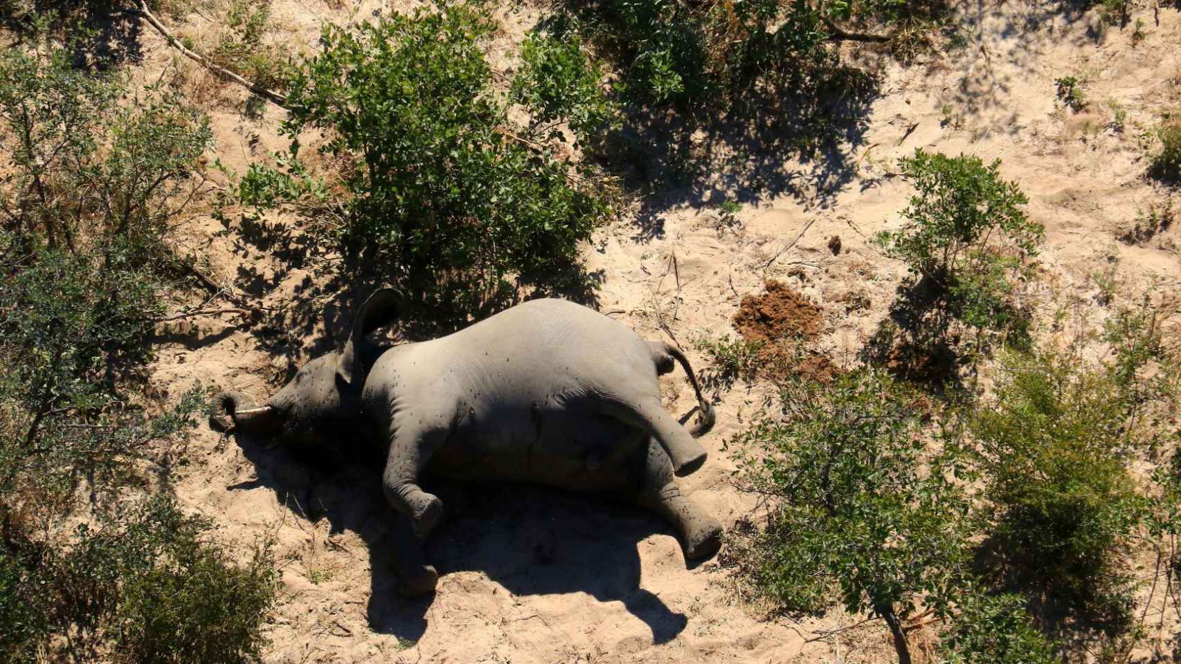 Un elefante muerto en esta imagen sin fecha en el Delta del Okavango,