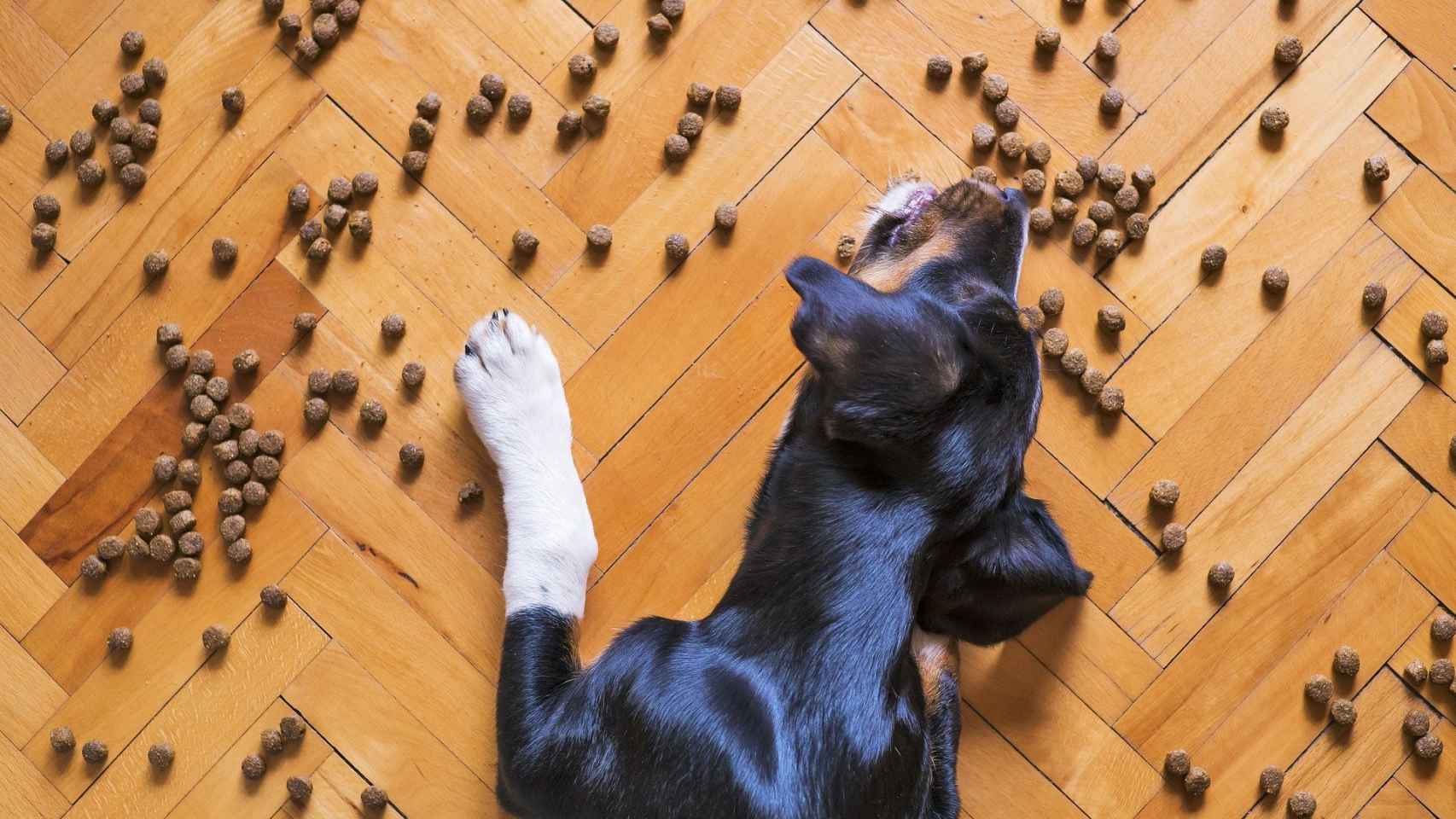 Un perro come el pienso esparcido sobre el suelo de una casa.