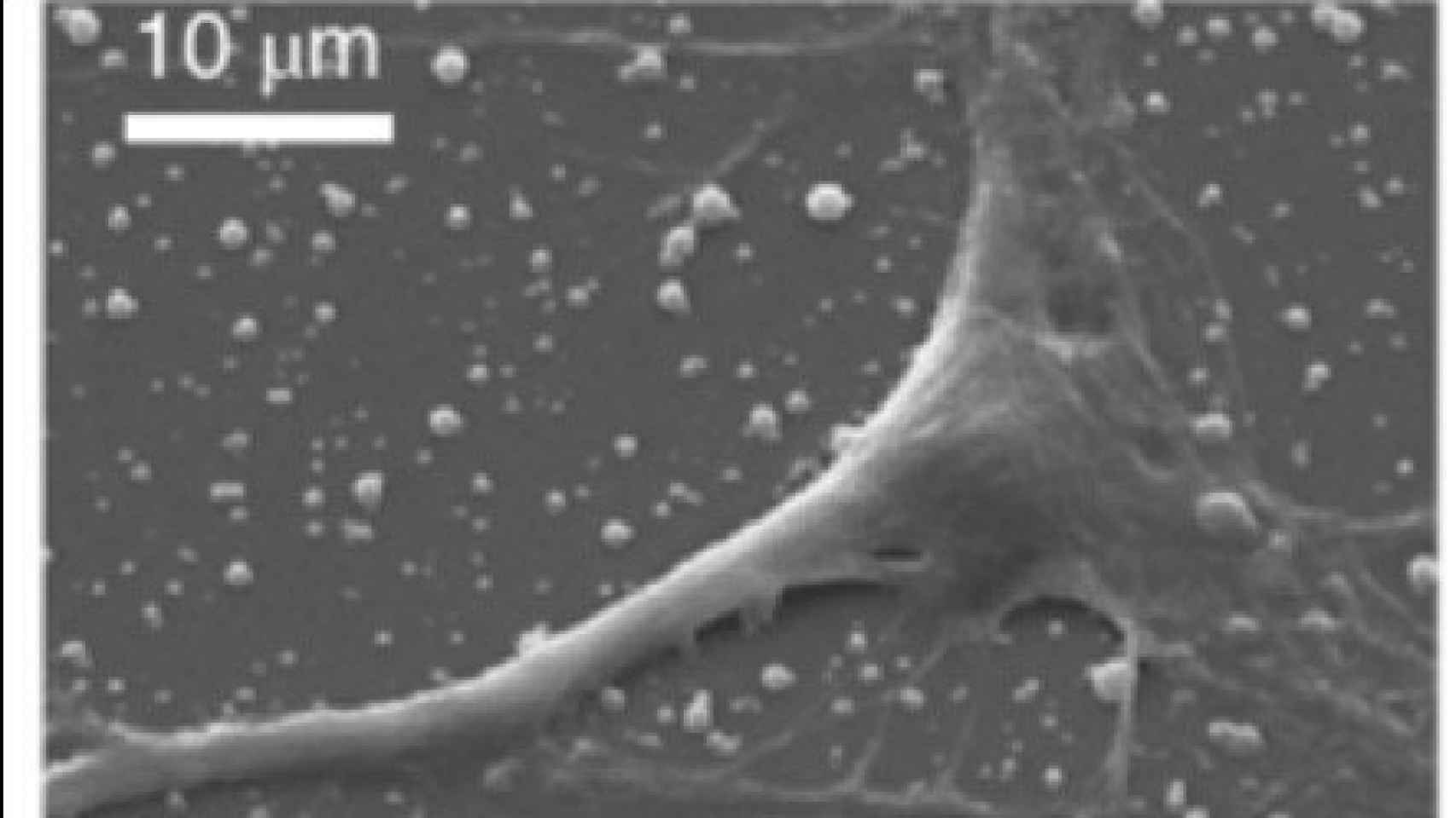Neurona sobre una capa de nanopartículas empleando un microscopio electrónico