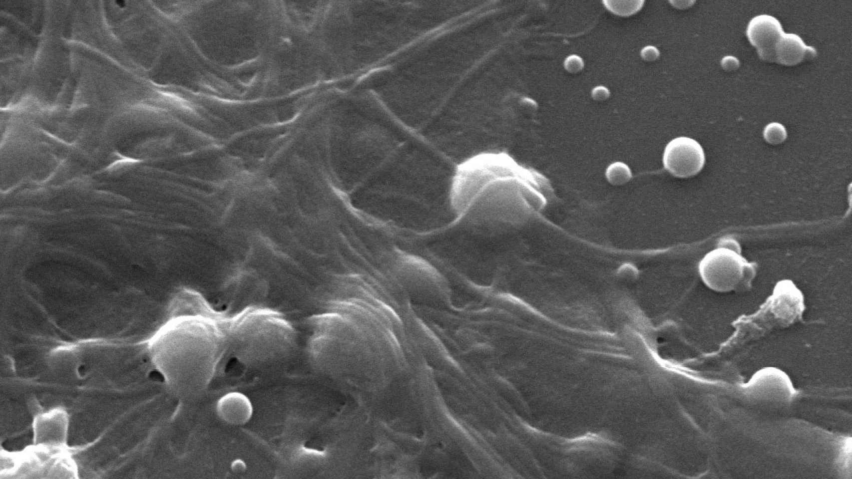 Red neuronal sobre una capa de nanopartículas
