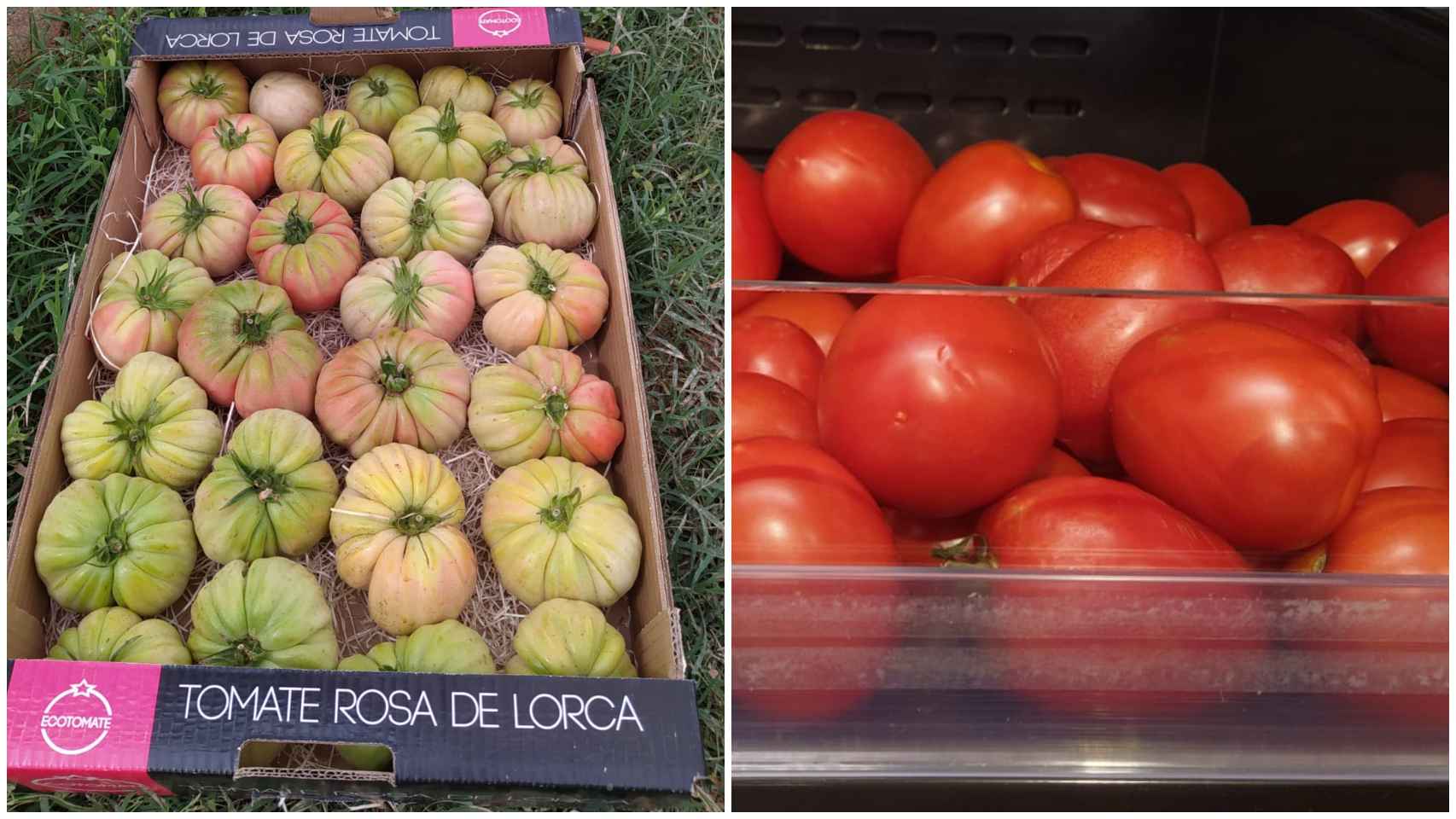 A la izquierda, tomates ecológicos, con distintos tamaños y colores. A la derecha, los convencionales, homogéneos.