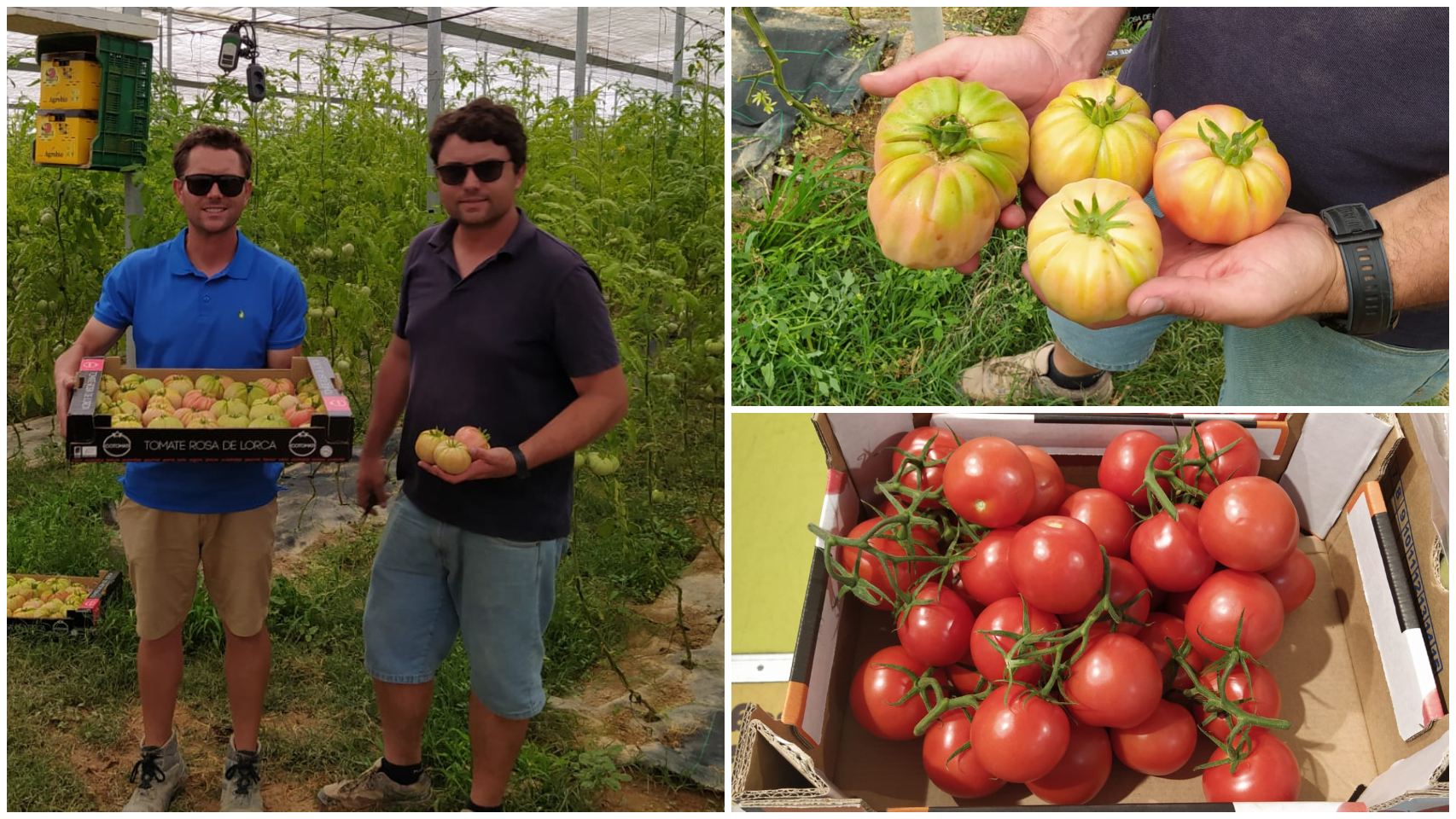 A la izquierda, Carlos y Juan Almoguera. Arriba a la derecha, su producto y, debajo, tomates convencionales de un 'súper'.