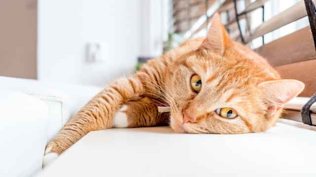 5 motivos por los cuáles los gatos amasan