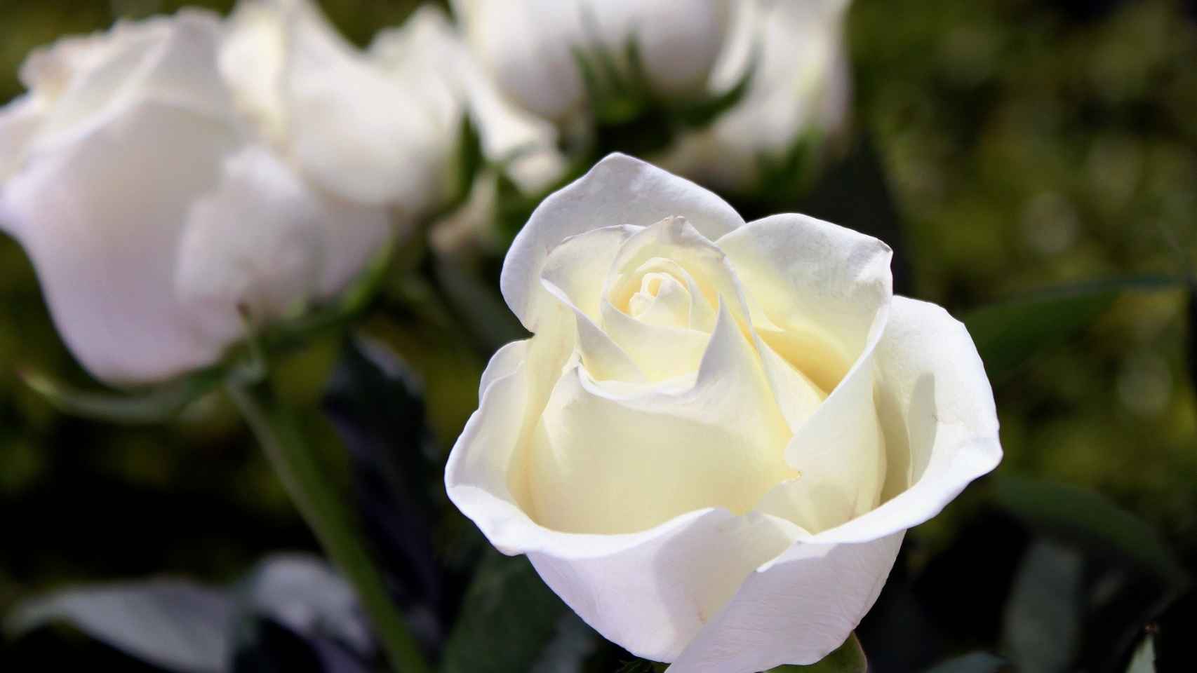 Están deprimidos interferencia Artificial El significado de las rosas blancas, el lenguaje de las flores