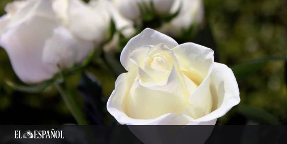 El significado de las rosas blancas, el lenguaje de las flores