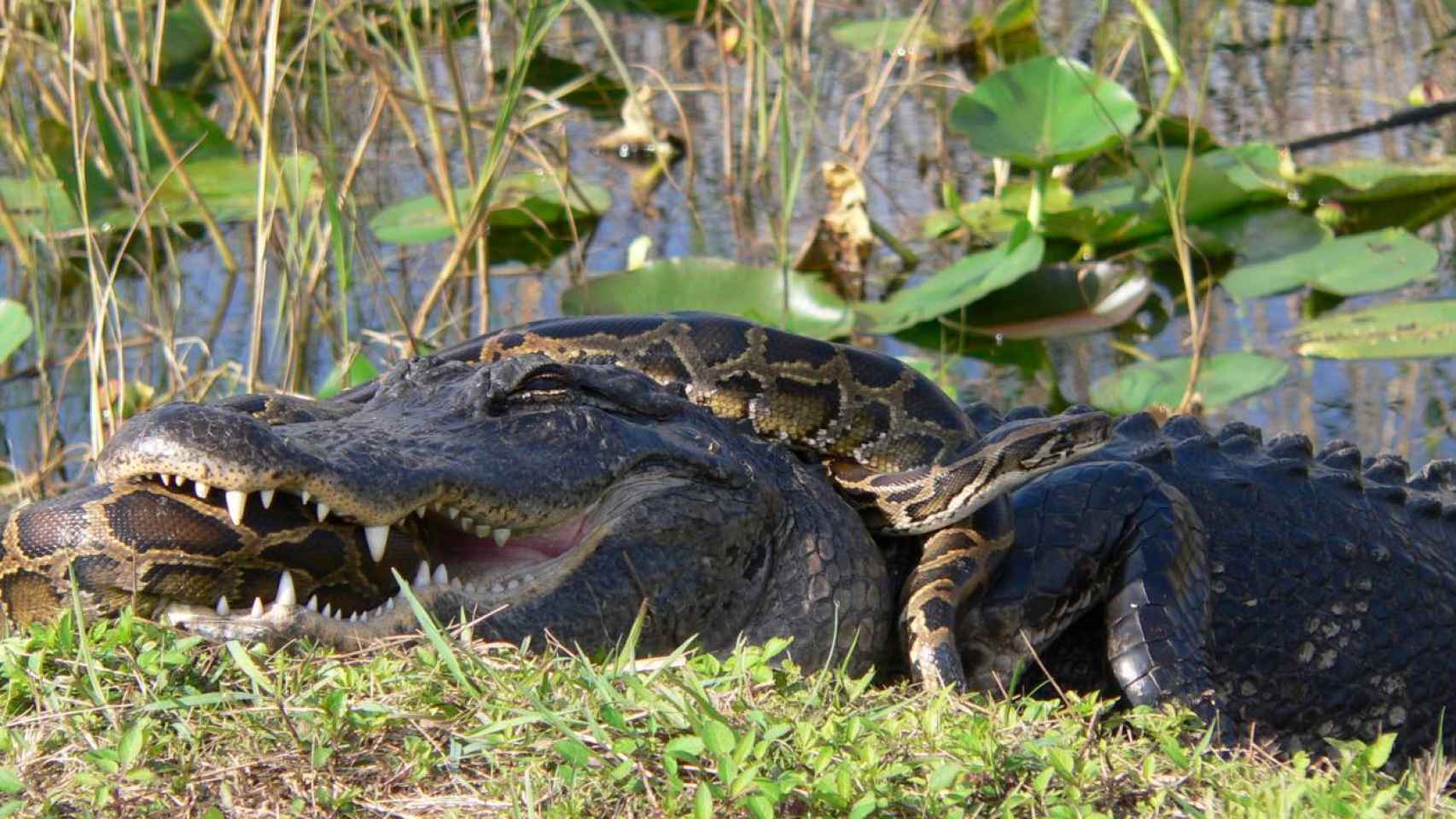 Un aligátor americano ataca a una pitón de Birmania, una especie invasora en Florida que amenaza a las especies autóctonas.