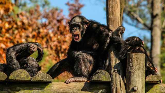 Esta es la situación de los chimpancés y su hábitat