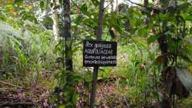 La planta de la eterna juventud ha sido descubierta en la Amazonia Ecuatoriana