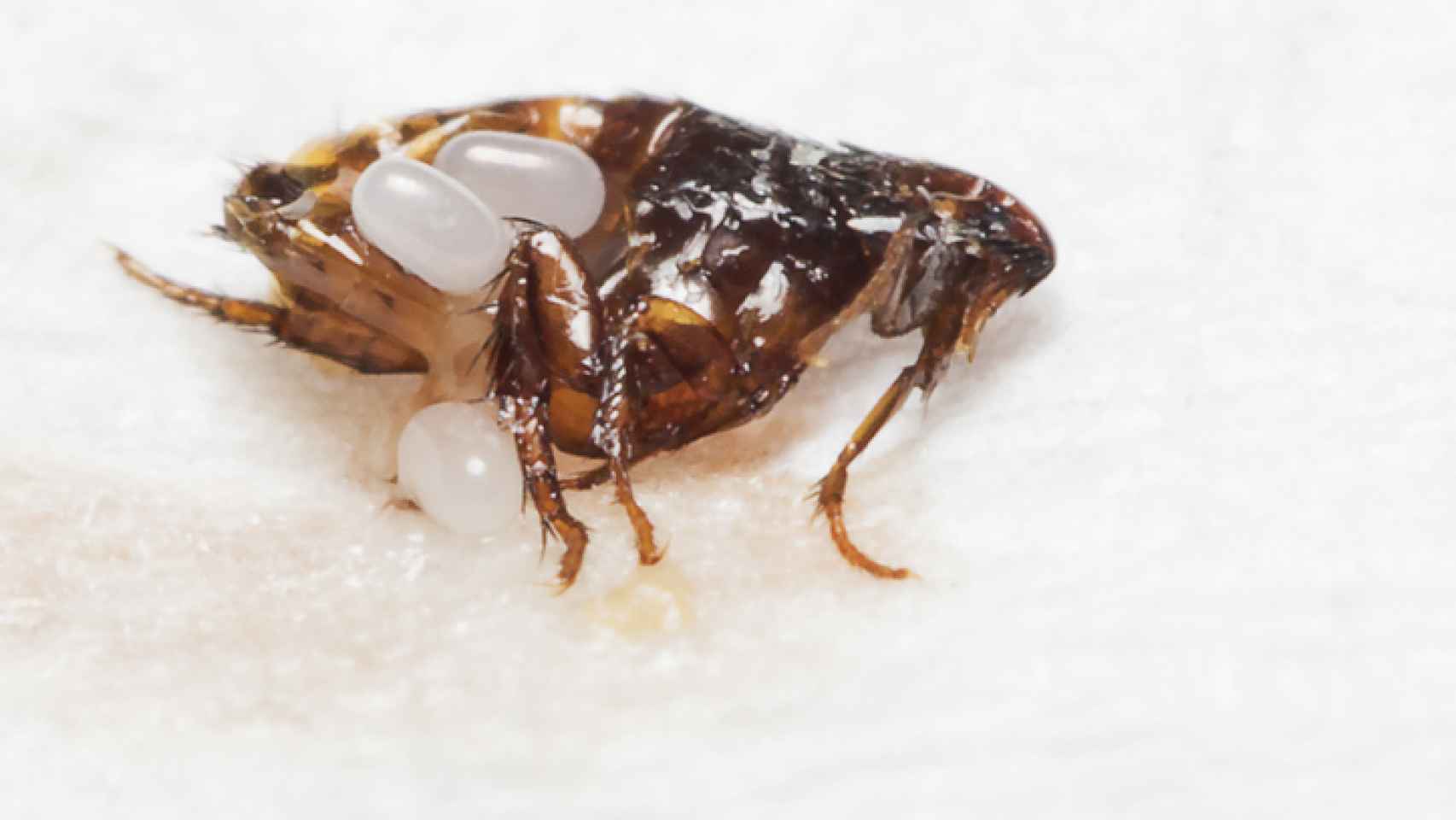 derrochador conductor Distante Cómo eliminar las pulgas de casa con remedios caseros