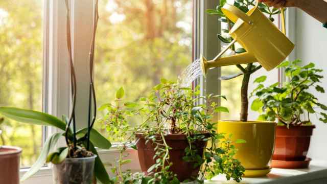 7 trucos para regar tus plantas en vacaciones