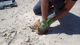 El increíble rescate del pequeño Yaki, un perrito atrapado en una alcantarilla en Rionegro del Puente 7