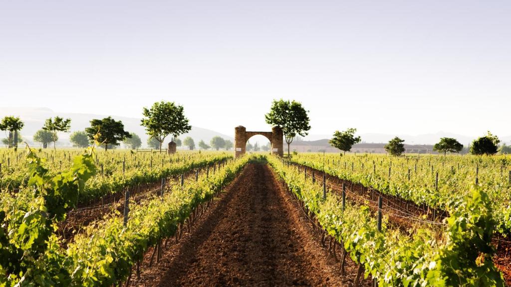 Viñedos de Barón de Ley.