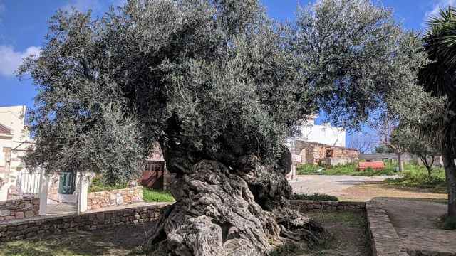 Una foto de archivo del olivo de Vouves, ejemplar milenario de la especie Olea europaea (Creta).