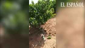 La ruina de los viticultores en España