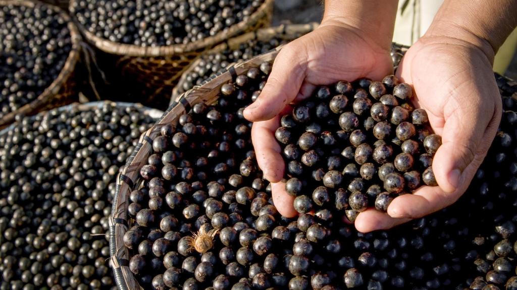 El açaí es uno de los productos que se generan en la zona.