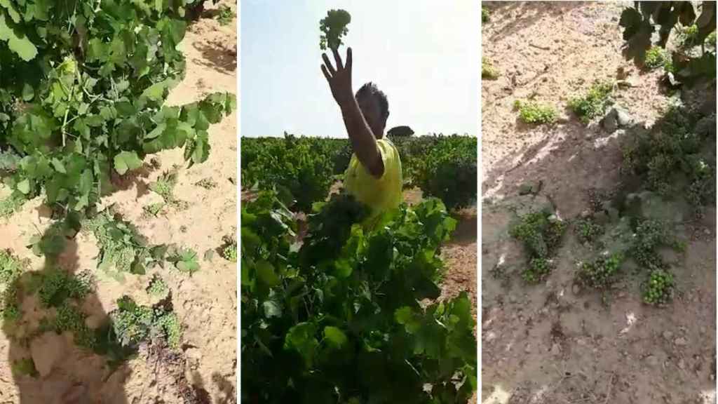 Viticultores tirando la uva madura al suelo en Castilla La-Mancha.