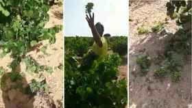 Viticultores tirando la uva madura al suelo en Castilla La-Mancha.