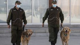Chile adiestra perros policías para detectar enfermos de COVID-19.
