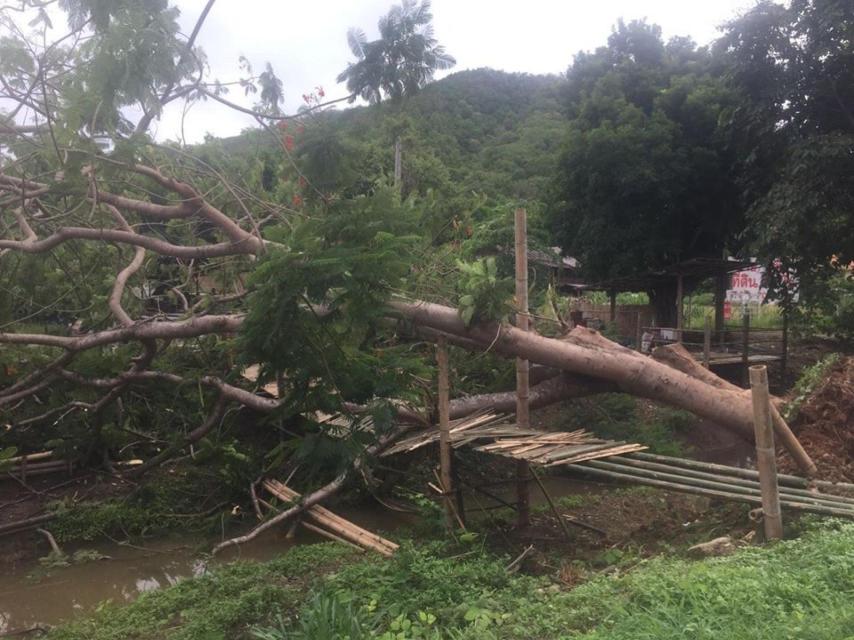 El arbol que cayó sobre el corredor Jay 'Jantaraboon' Kiangchaipaiphana