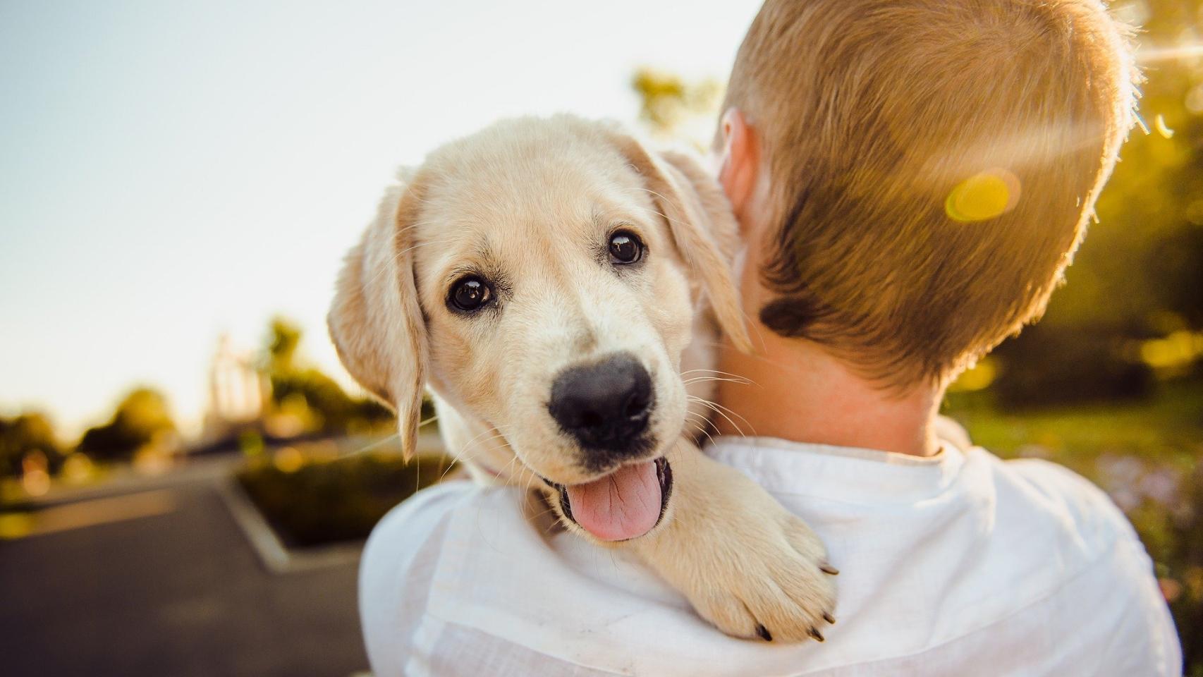 donde esta el cachorro en dolor fantasma