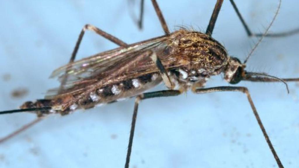 Imagen del mosquito conocido como Aedes japonicus, que transmite la enfermedad del Nilo.