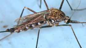 Imagen del mosquito conocido como Aedes japonicus,  que transmite la enfermedad del Nilo.