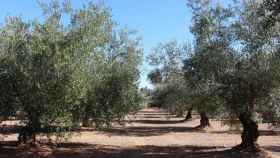 Campo de olivar