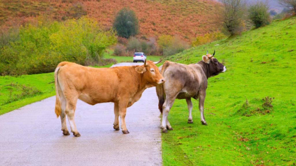 Vacas.