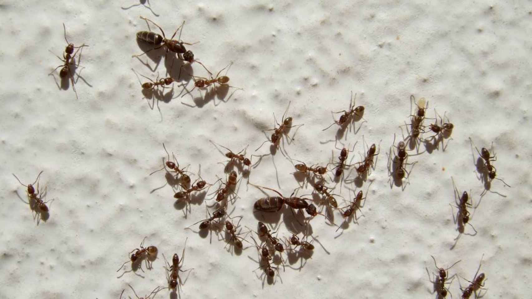 La hormiga argentina, la nueva amenaza para los anfibios.