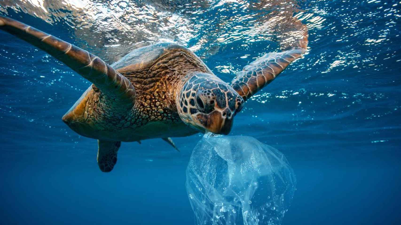 Los microplásticos suponen un problema para los animales acuáticos.