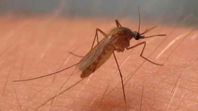 Culex pipiens, mosquito del virus del Nilo Occidental en América del Norte.