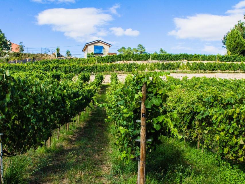 The Bargiela Bienati Winery en Pontevedra.