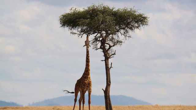 7 curiosidades sobre las jirafas