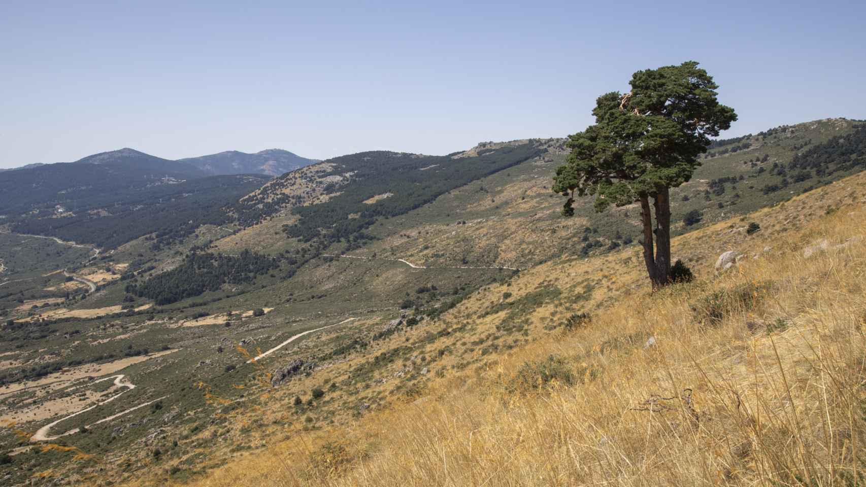 El pino de San Roque o pino solitario.