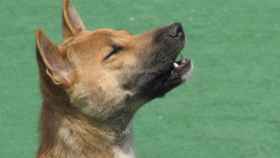 Una imagen del perro cantor de Nueva Guinea, cantando.