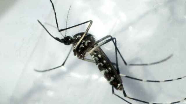 Mosquito transmisor del dengue.