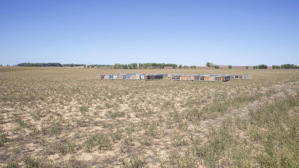 La finca en la que se ubicaría la macrogranja si la Junta lo aprueba.