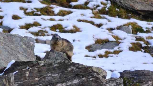 Marmota alpina en Vallter (Cataluña) este agosto de 2020. Tiene un peso adecuado para volver a hibernar en septiembre.