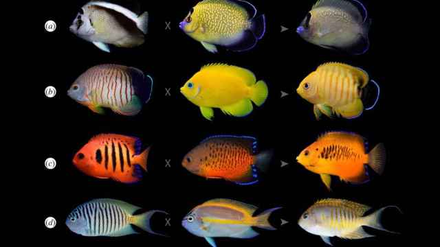Varias especies de peces ángel y su supuesta descendencia híbrida.